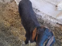 Cabra, Nubian Goat — foto 1