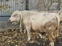 Buqa, Charolais cattle — 4-rasm