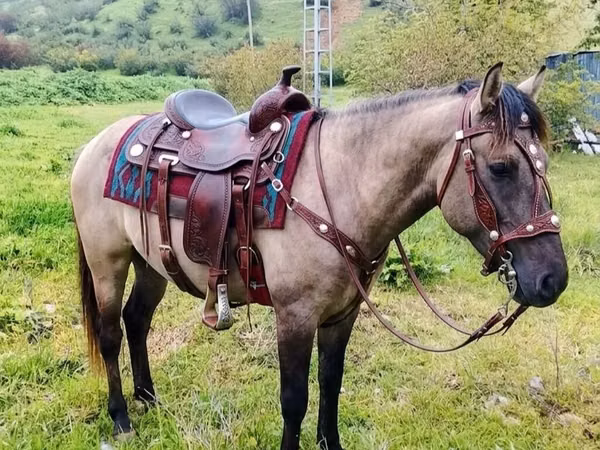 Cheval, Alter Real