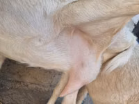 عنزة, Saanen goat — الصورة 3