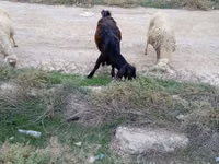 Țap, Capre — foto 3