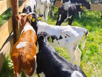 İribuynuzlu mal-qara (partiya, cinsi göstərilməyib), Russian Black pied cattle — foto 1