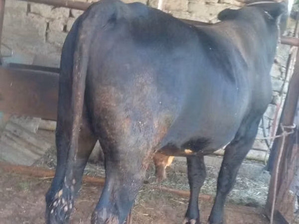 公牛, Cattle
