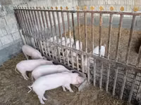 Sow, Pigs — photo 2