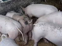 Scroafă, Porci — foto 1