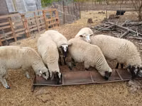 Oaie, Suffolk sheep — foto 4