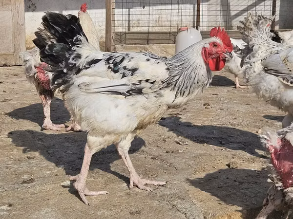 Chickens