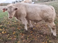 Buqa, Charolais cattle — 1-rasm