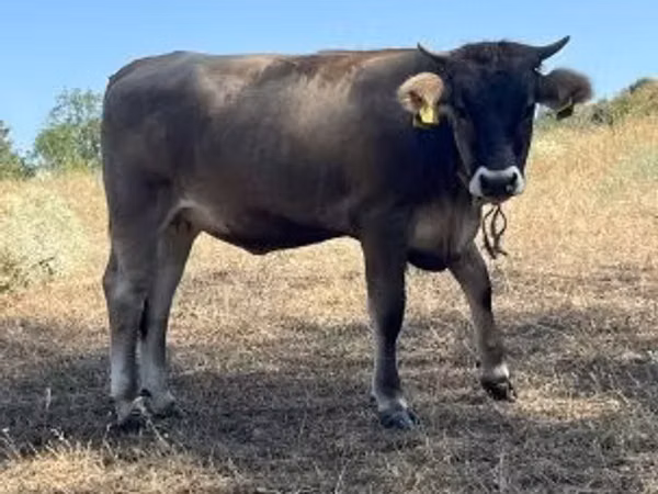 Vaca, Raza carpatiana marrón