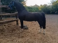 Horse (M), Dutch warmblood horse — photo 4