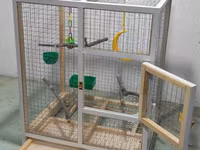 Papuqay,dovşan,hamster,şinşila,bildirçin,cücə,xamyak,pişik,quş,tısbağa — foto 2