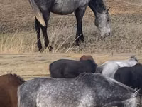 Cavalo, Kazakh horse — foto 4