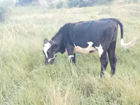 Kuh, Russian Black pied cattle — Foto 3