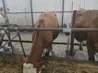 İnək, Simmental cattle — foto 1