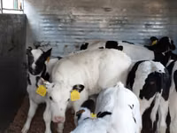 Bovinos (lote, sexo não especificado), Russian Black pied cattle — foto 4