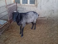 Ovejas (lote, sexo no especificado), Ovejas — foto 2