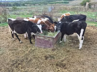 Taureau, Russian Black pied cattle — photo 1