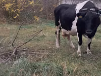 Vaca, Russian Black pied cattle — foto 1