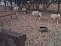 Bélier, Cerry Hill sheep — photo 5