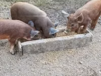 Boar — photo 7