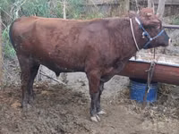 Toro, Ganado vacuno — foto 5