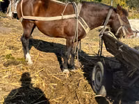 Jument, Chevaux — photo 2