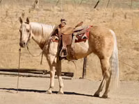 Iapă, Quarter Horse — foto 5