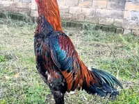 Chickens — photo 2