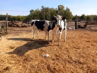 Bulle, Russian Black pied cattle — Foto 4