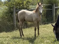 At, Kentucky mountain daddle horse — foto 6