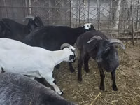 Brebis, Moutons — photo 4