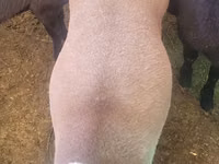 كبش, Rhon sheep — الصورة 1