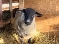 Qoç, White Suffolk sheep — foto 2
