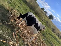 Vaca, Raza de vaca — foto 4