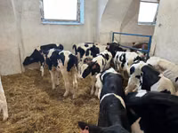 Bulle, Holstein-Rasse — Foto 3
