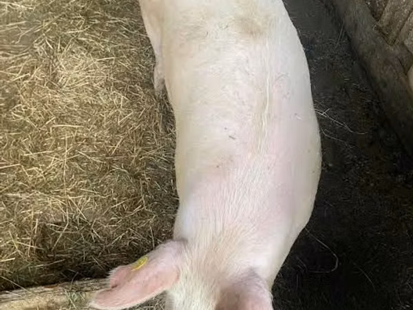 Scroafă, Porci — Republica Moldova
