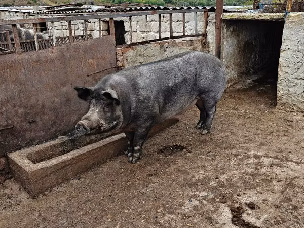 Eber, Schweine — Republik Moldau