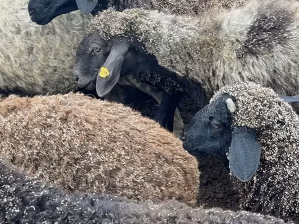 母羊, Sheep