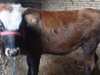 गाय, कल्मिक नस्ल — फ़ोटो 2