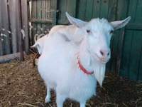 Cabras (lote, sexo não especificado), Saanen goat — foto 7
