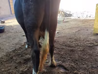 Cow, Cattle — photo 3