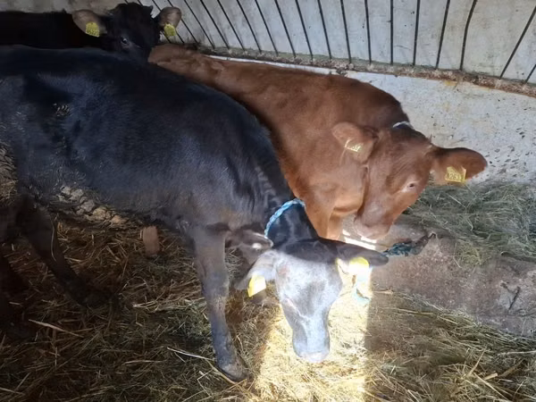 Vacă, Bovine