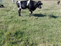 İnək, Russian Black pied cattle — foto 5