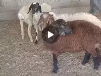 Bélier, Moutons — photo 1
