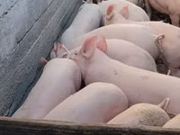 Scroafă, Porci — foto 5