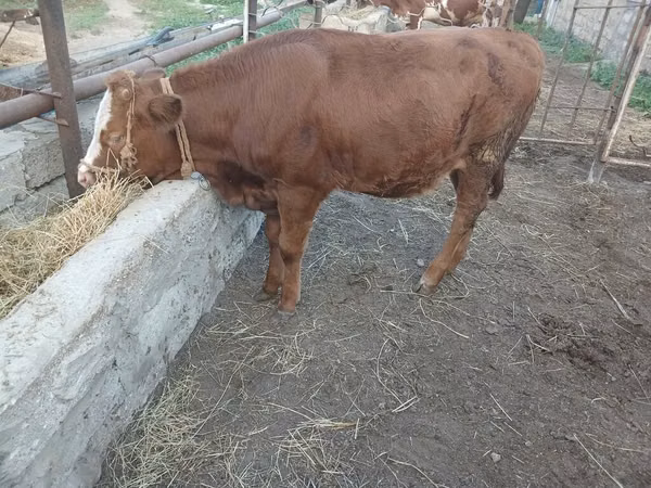 Vacă, Simmental cattle