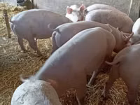 Eber, Schweine — Foto 1