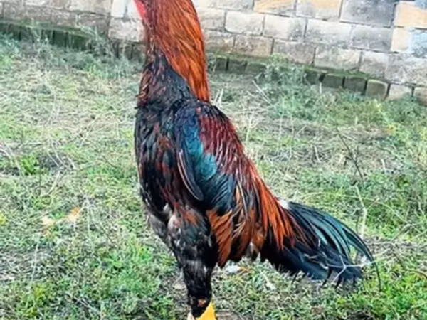 Chickens