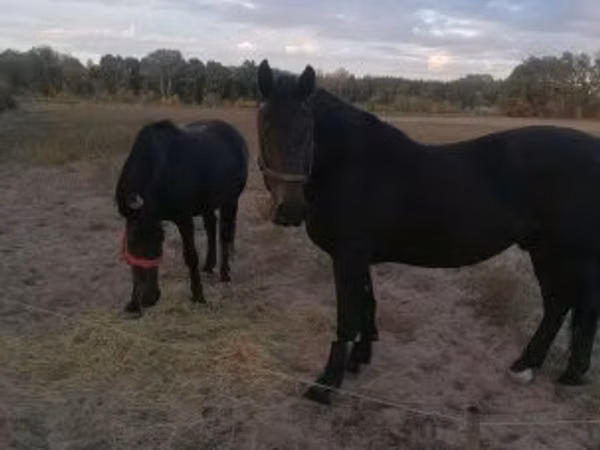 Stute, Nonius horse