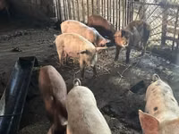 सूअर (लॉट, लिंग निर्दिष्ट नहीं), सूअर — फ़ोटो 1